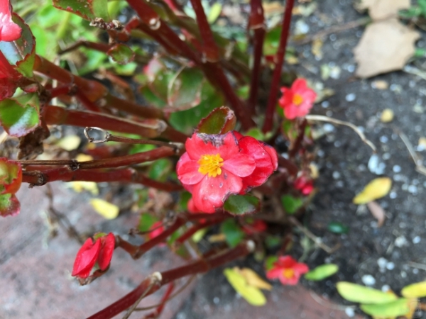 Apple-iPhone-6-Samples (3)