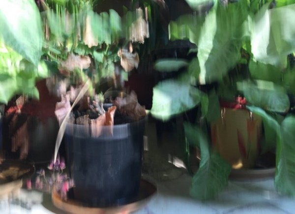 iPhone 6 plus rear camera blurry 1