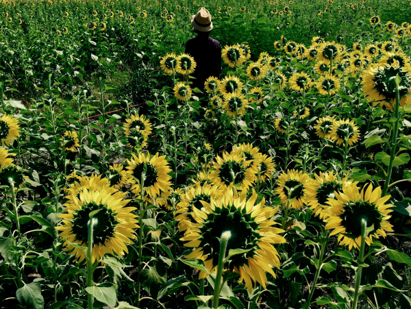 apple_world_gallery01