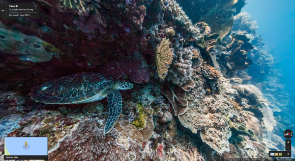 เจ้าเต่าหลบใต้แนวปะการังที่เกาะติมอร์ II ณ อุทยานแห่งชาติ Bunaken ภาพจาก XL Catlin Seaview Survey