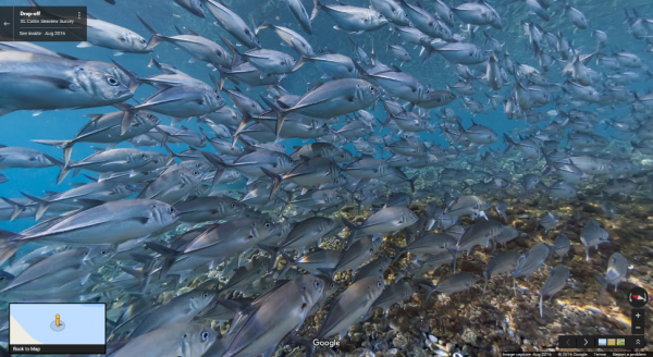 ฝูงปลา Big Eye Trevally แหวกว่ายอยู่แถบน้ำตื้นที่บริเวณหน้าผาใต้ทะเลใน Tulamben เกาะบาหลี ภาพจาก XL Catlin Seaview Survey