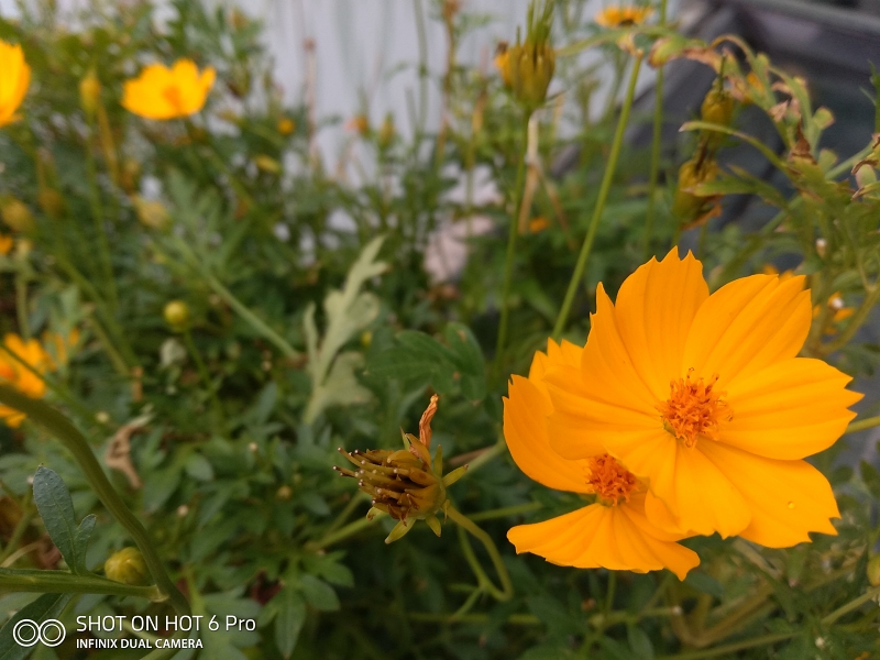 Infinix Hot 6 Pro Camera Review
