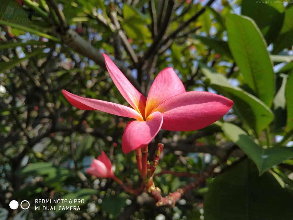 Xiaomi Redmi Note 6 Pro Camera Review