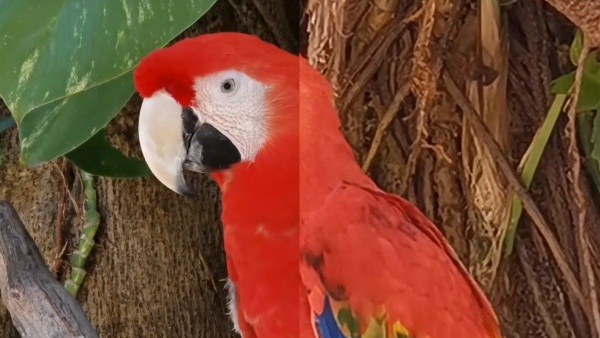 zoom quality of the Huawei P30 Pro camera