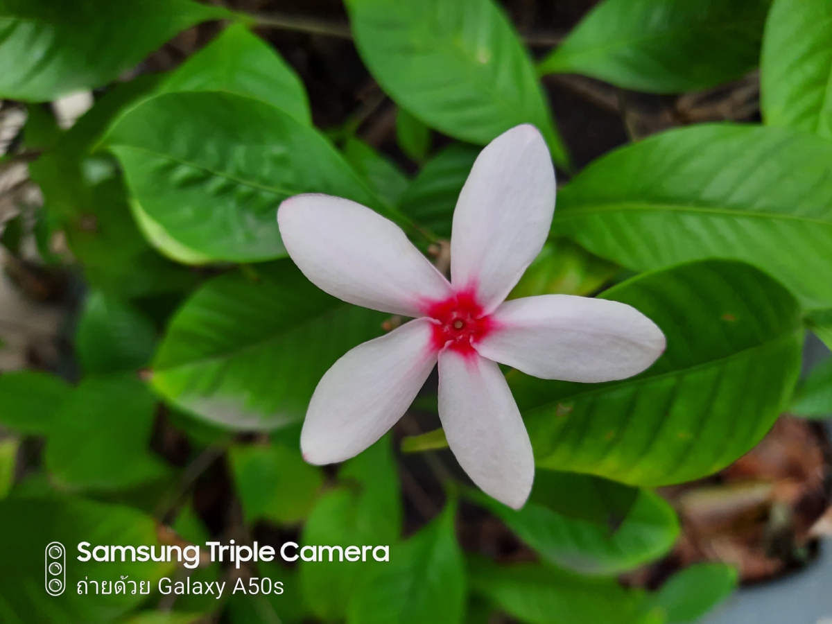 Samsung Galaxy A50s Camera Review