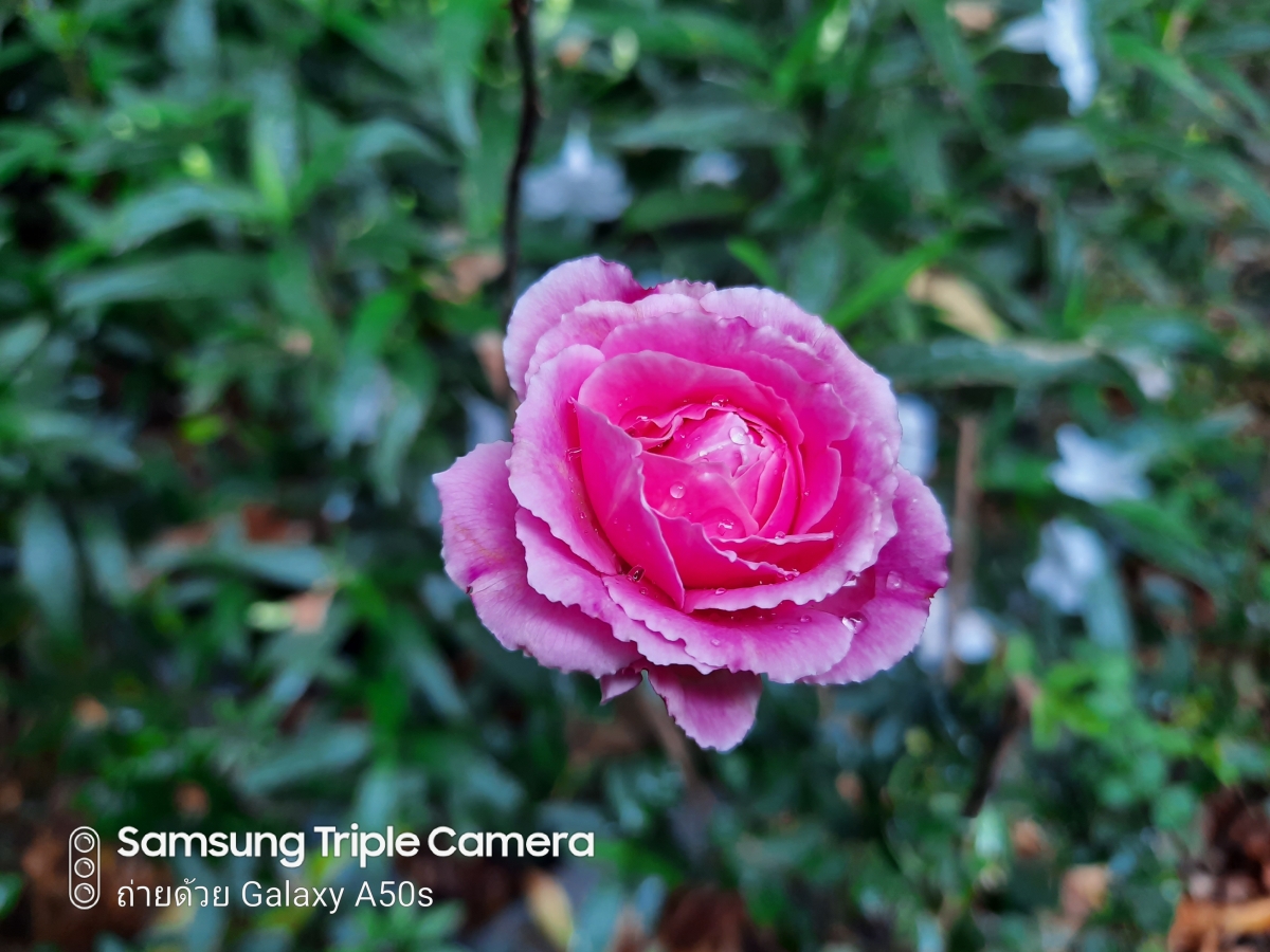 Samsung Galaxy A50s Camera Review