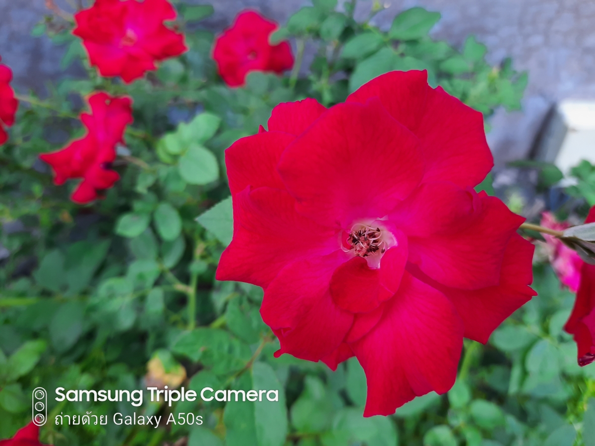 Samsung Galaxy A50s Camera Review