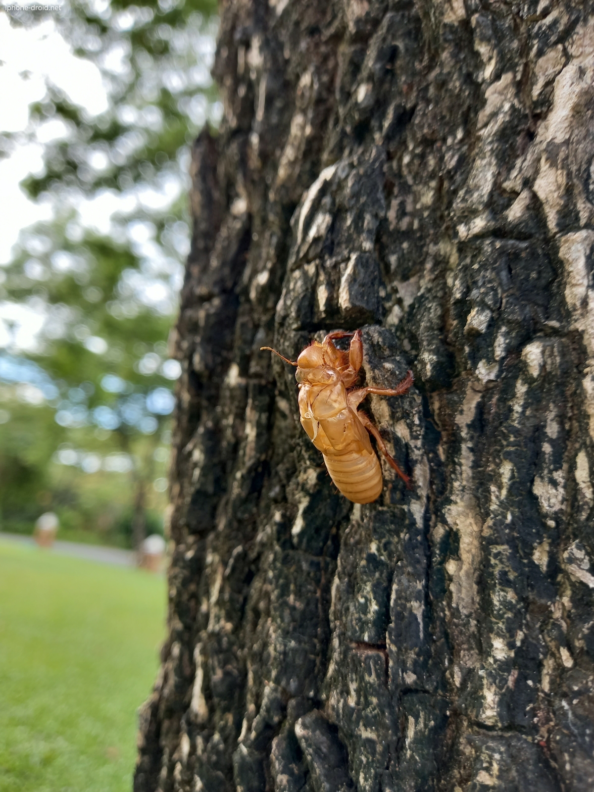 Samsung Galaxy A31 Camera Testing Review