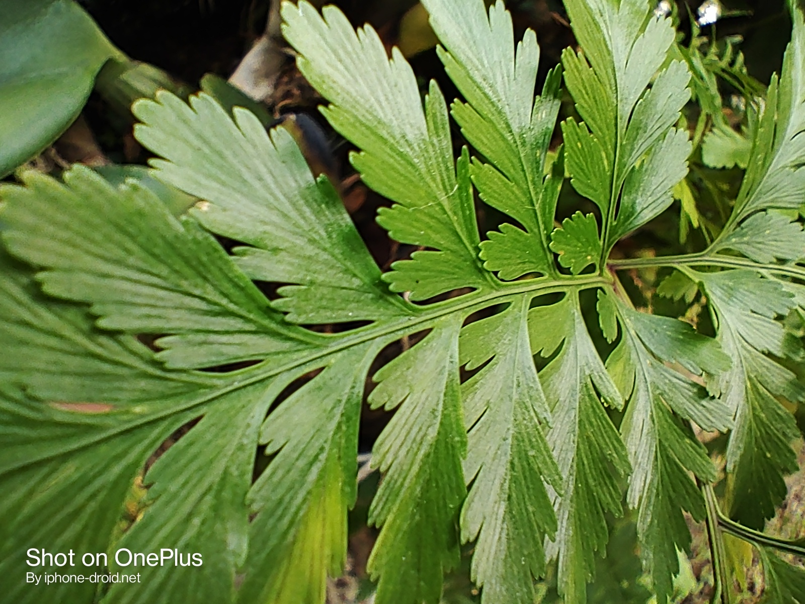 รูปภาพนี้มี Alt แอตทริบิวต์เป็นค่าว่าง ชื่อไฟล์คือ oneplus-nord-n10-5g-camera-review203.jpg